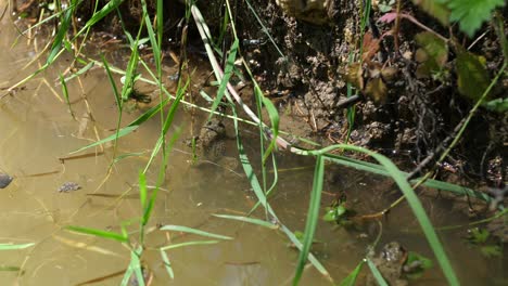 Yellow-bellied-toads-taking-a-sun-bath-in-a-pond-with-vegetation.-Verdun-forest